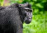 monkey, macaque, primate-8154785.jpg